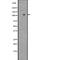 Leucine Rich Repeat Containing G Protein-Coupled Receptor 4 antibody, abx147044, Abbexa, Western Blot image 