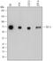Transcription Factor 3 antibody, AF7650, R&D Systems, Western Blot image 