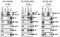 MLLT1 Super Elongation Complex Subunit antibody, 34042, QED Bioscience, Western Blot image 