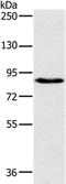 Pleckstrin Homology And RhoGEF Domain Containing G6 antibody, PA5-50458, Invitrogen Antibodies, Western Blot image 