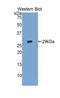 Glypican 4 antibody, LS-C294310, Lifespan Biosciences, Western Blot image 