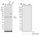 Fos Proto-Oncogene, AP-1 Transcription Factor Subunit antibody, 710688, Invitrogen Antibodies, Western Blot image 