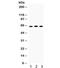 Staufen Double-Stranded RNA Binding Protein 1 antibody, R31848, NSJ Bioreagents, Western Blot image 