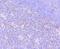 F-box only protein 5 antibody, NBP2-76833, Novus Biologicals, Immunohistochemistry paraffin image 