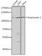 Argonaute RISC Catalytic Component 2 antibody, GTX32577, GeneTex, Western Blot image 