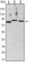 Component Of Inhibitor Of Nuclear Factor Kappa B Kinase Complex antibody, abx015819, Abbexa, Enzyme Linked Immunosorbent Assay image 