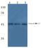 Matrix Metallopeptidase 27 antibody, PA5-76164, Invitrogen Antibodies, Western Blot image 