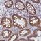 Collagen Triple Helix Repeat Containing 1 antibody, PA5-63777, Invitrogen Antibodies, Immunohistochemistry paraffin image 