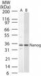 Nanog Homeobox antibody, TA337087, Origene, Western Blot image 