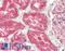 Angiogenin antibody, LS-B8851, Lifespan Biosciences, Immunohistochemistry frozen image 