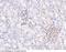 Signal Regulatory Protein Alpha antibody, 80270-T56, Sino Biological, Immunohistochemistry frozen image 