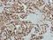 WD Repeat Domain 4 antibody, GTX117701, GeneTex, Immunohistochemistry paraffin image 