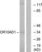Olfactory Receptor Family 10 Subfamily AD Member 1 antibody, TA316053, Origene, Western Blot image 
