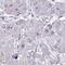 Tripartite Motif Containing 52 antibody, NBP2-31651, Novus Biologicals, Immunohistochemistry frozen image 