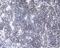 Chromobox 3 antibody, A01142, Boster Biological Technology, Immunohistochemistry frozen image 