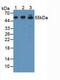Activating Transcription Factor 7 antibody, MBS2027230, MyBioSource, Western Blot image 
