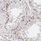 REST Corepressor 1 antibody, NBP2-38720, Novus Biologicals, Immunohistochemistry paraffin image 