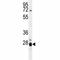 Interleukin 17B antibody, F41845-0.4ML, NSJ Bioreagents, Western Blot image 