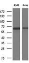 Tripartite Motif Containing 9 antibody, MA5-26357, Invitrogen Antibodies, Western Blot image 