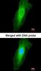 Transglutaminase 3 antibody, orb13714, Biorbyt, Immunofluorescence image 