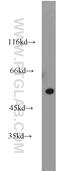 TRAF Interacting Protein antibody, 10332-1-AP, Proteintech Group, Western Blot image 