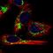 Solute Carrier Family 25 Member 10 antibody, HPA022853, Atlas Antibodies, Immunofluorescence image 