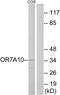 Olfactory Receptor Family 7 Subfamily A Member 10 antibody, PA5-39669, Invitrogen Antibodies, Western Blot image 