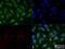 Formimidoyltransferase Cyclodeaminase antibody, NB600-412, Novus Biologicals, Immunofluorescence image 