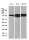 ATP Binding Cassette Subfamily F Member 2 antibody, MA5-27421, Invitrogen Antibodies, Western Blot image 