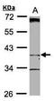 Betaine--Homocysteine S-Methyltransferase 2 antibody, PA5-21554, Invitrogen Antibodies, Western Blot image 