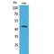CD48 Molecule antibody, LS-C387012, Lifespan Biosciences, Western Blot image 