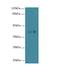 Family With Sequence Similarity 118 Member A antibody, LS-C380021, Lifespan Biosciences, Western Blot image 