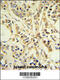 Ribosomal Protein S13 antibody, 61-671, ProSci, Immunohistochemistry paraffin image 