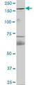 FYVE And Coiled-Coil Domain Containing 1 antibody, H00079443-B01P, Novus Biologicals, Western Blot image 
