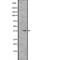 Orthodenticle Homeobox 1 antibody, PA5-67901, Invitrogen Antibodies, Western Blot image 