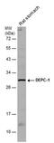 AlkB Homolog 3, Alpha-Ketoglutaratedependent Dioxygenase antibody, PA5-78676, Invitrogen Antibodies, Western Blot image 
