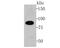 Cullin 4A antibody, A01579, Boster Biological Technology, Western Blot image 