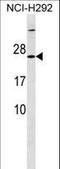 Mitochondrial Ribosomal Protein S23 antibody, LS-C158309, Lifespan Biosciences, Western Blot image 