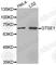 G2 And S-Phase Expressed 1 antibody, A3433, ABclonal Technology, Western Blot image 