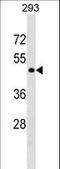 G Protein-Coupled Receptor 78 antibody, LS-C159775, Lifespan Biosciences, Western Blot image 