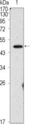 POU Class 5 Homeobox 1 antibody, abx016044, Abbexa, Enzyme Linked Immunosorbent Assay image 