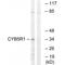 NADH-cytochrome b5 reductase 1 antibody, A11072, Boster Biological Technology, Western Blot image 