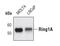 Ring Finger Protein 1 antibody, PA5-17051, Invitrogen Antibodies, Western Blot image 