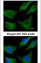 Keratin 8 antibody, PA5-28985, Invitrogen Antibodies, Immunofluorescence image 