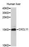 C-X-C Motif Chemokine Ligand 11 antibody, STJ23299, St John