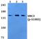 Linker For Activation Of T Cells antibody, A01654Y255, Boster Biological Technology, Western Blot image 