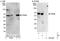 TRNA Methyltransferase 6 antibody, NBP1-50040, Novus Biologicals, Western Blot image 