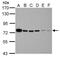 Far Upstream Element Binding Protein 1 antibody, PA5-30291, Invitrogen Antibodies, Western Blot image 