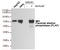 PLAP-1 antibody, STJ99171, St John