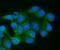 Elongin B antibody, A31718-2, Boster Biological Technology, Immunofluorescence image 
